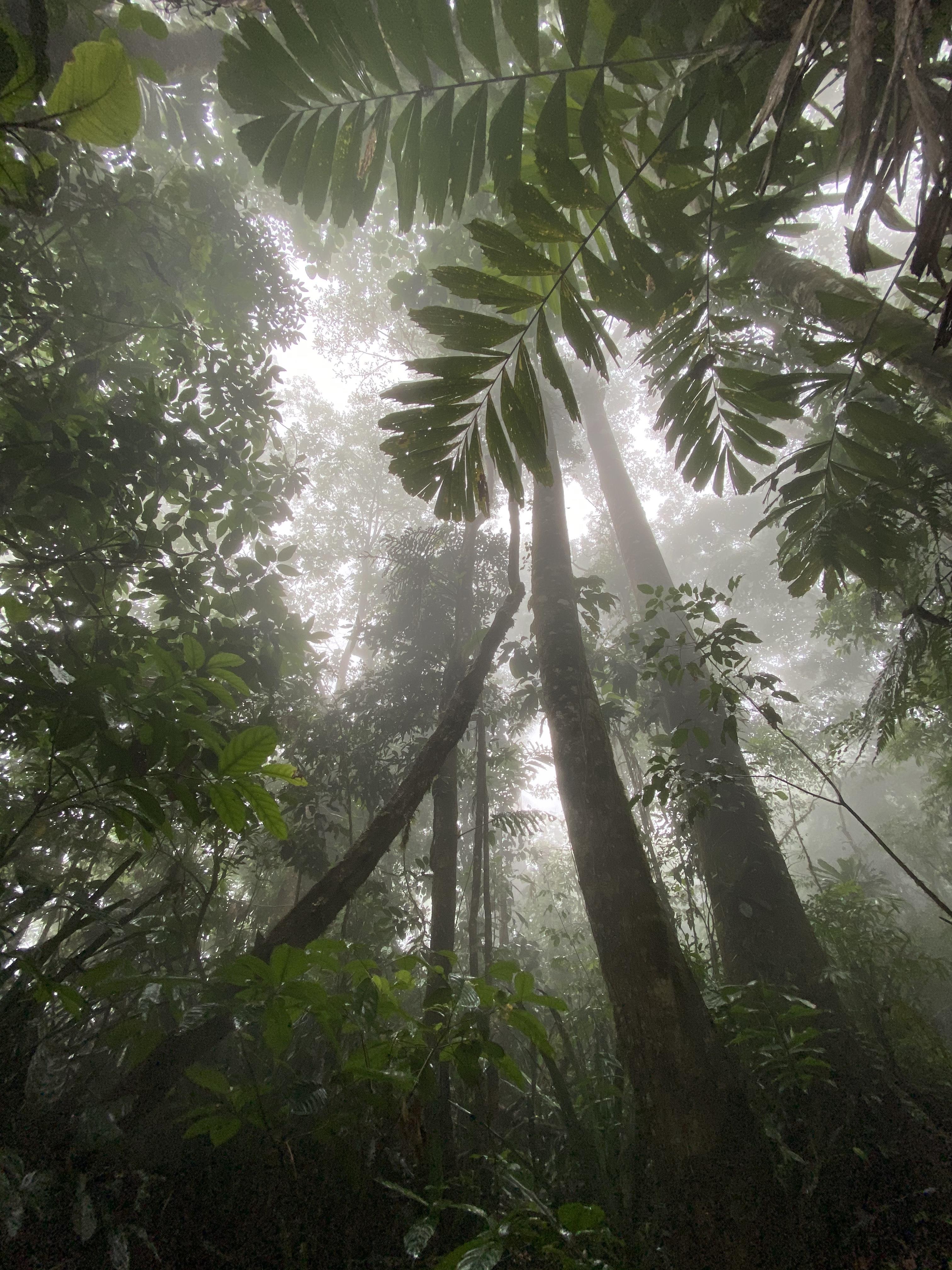 Cloud forest
